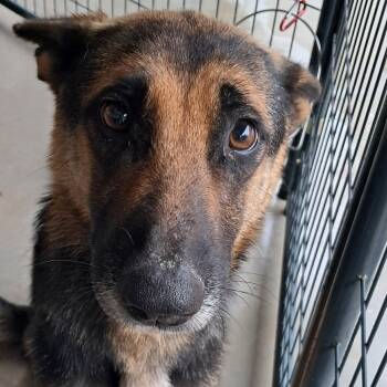 Rescue Shepherd Dogs for Adoption in Valley, Alabama - Ester | PetCurious