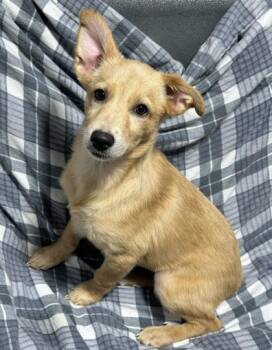 Tenten -  Mixed Breed Dog for Adoption in West Chester, Pennsylvania - Tenten | PetCurious