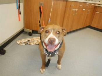 Pit Bull Terrier Dogs Available for Adoption in San Jose, California - MORGAN | PetCurious