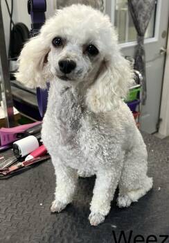 Weezie and Tootie -  Miniature Poodle Dog for Adoption in Franklin, Tennessee - Weezie And Tootie | PetCurious