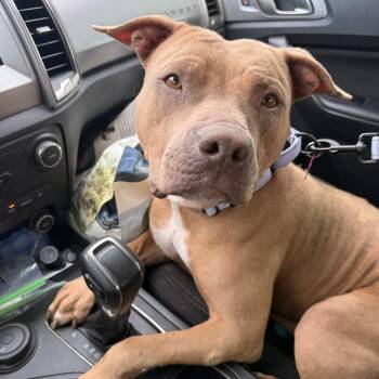 Sally -  American Staffordshire Terrier Dog for Adoption in Detroit, Michigan - Sally | PetCurious
