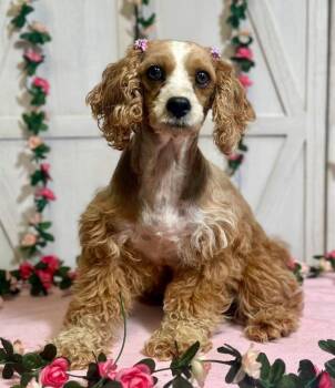 Reba -  Cocker Spaniel Dog for Adoption in New Stanton, Pennsylvania - Reba | PetCurious