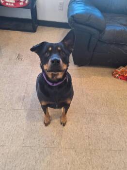 Rescue Australian Kelpie and Rottweiler Dogs for Adoption in Brewster, New York - AC - Nora | PetCurious