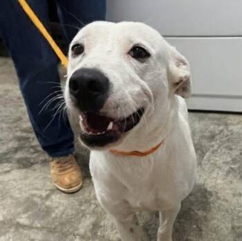 Faith -  Pit Bull Terrier Dog for Adoption in Scottsburg, Indiana - Faith | PetCurious