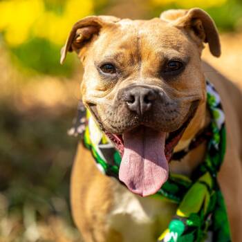 Rescue Terrier Dogs for Adoption in Decatur, Georgia - Goldfish | PetCurious