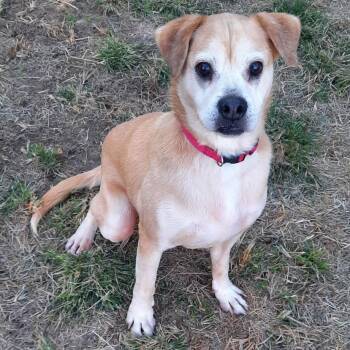 Rescue Labrador Retriever Dogs for Adoption in Metropolis, Illinois - Bugs | PetCurious