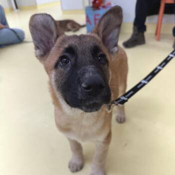 Anatolian Shepherd Dogs Available for Adoption - Tyrone | PetCurious