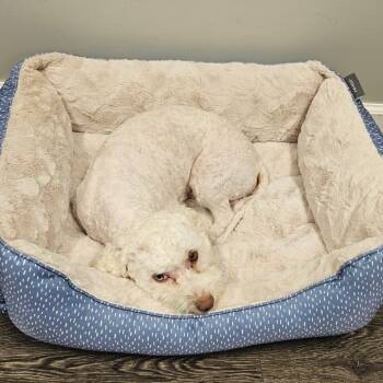 Rescue Poodle Dogs for Adoption in Calgary, Alberta - Jack | PetCurious