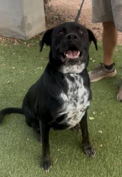 Jack Skellington -  Bullmastiff and Australian Cattle Dog Blue Heeler Dog for Adoption in Payson, Arizona - Jack Skellington | PetCurious
