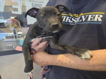 A047747 -  Pit Bull Terrier Dog for Adoption in Tracy, California - A047747 | PetCurious