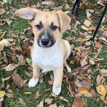 Mae -  Retriever and Mixed Breed Dog for Adoption in Minneapolis, Minnesota - Mae | PetCurious