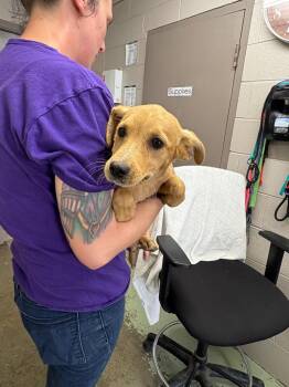 Mixed Breed Dogs Available for Adoption in Murray, Kentucky - Millie | PetCurious