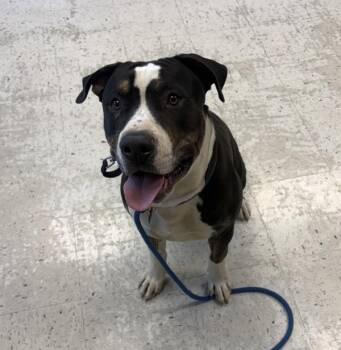 American Bully Dogs Available for Adoption in Salt Lake City, Utah - *Ridley* | PetCurious