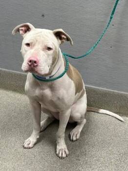 BRUNO -  Pit Bull Terrier Dog for Adoption in Las Vegas, Nevada - BRUNO | PetCurious