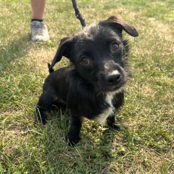 Chihuahua and Jack Russell Terrier Dogs Available for Adoption in Binghamton, New York - Spritz | PetCurious