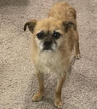 Rescue Pug Dogs for Adoption in Franklin, Tennessee - Artie (Arthur) | PetCurious