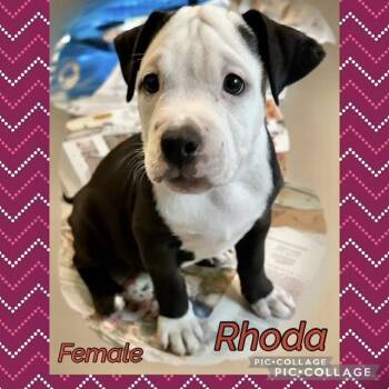 Rhoda -  Boxer Dog for Adoption in Manchester, Connecticut - Rhoda | PetCurious