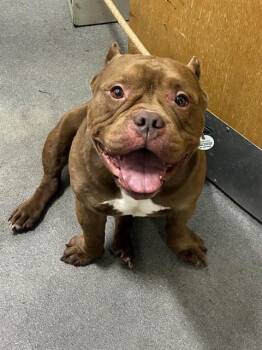 GEMINI -  American Bulldog Dog for Adoption - GEMINI | PetCurious