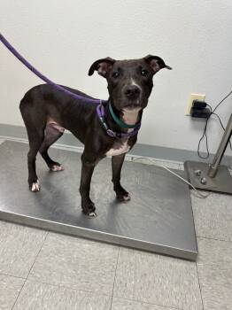 Rescue Pit Bull Terrier Dogs for Adoption in Sorrento, Louisiana - Maverick | PetCurious