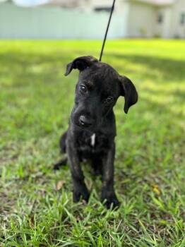 Rowan -  Labrador Retriever and Mixed Breed Dog for Adoption in Aiken, South Carolina - Rowan | PetCurious