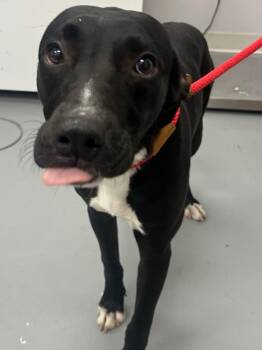 Eclipse -  Labrador Retriever and Shepherd Dog for Adoption in Hartsville, South Carolina - Eclipse | PetCurious