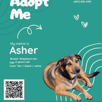 Asher -  German Shepherd Dog Dog for Adoption in Maryville, Tennessee - Asher | PetCurious