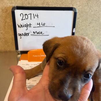 Bloodhound and Mixed Breed Dogs Available for Adoption - Waylon | PetCurious