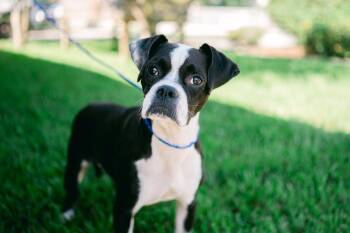 Bug / boston terrier mix -  Boston Terrier Dog for Adoption in Metairie, Louisiana - Bug / Boston Terrier Mix | PetCurious