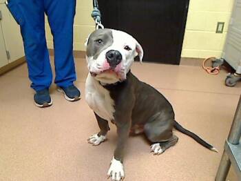 Pit Bull Terrier and Mixed Breed Dogs Available for Adoption in Cookeville, Tennessee - KING | PetCurious