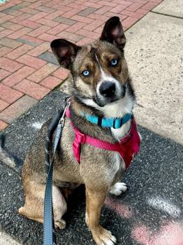 Honey -  Husky and Mixed Breed Dog for Adoption in Montclair, New Jersey - Honey | PetCurious