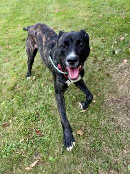 Koda -  Mixed Breed Dog for Adoption in Midland, Michigan - Koda | PetCurious