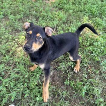 Labrador Retriever and Terrier Dogs Available for Adoption in Carencro, Louisiana - Digiorno | PetCurious
