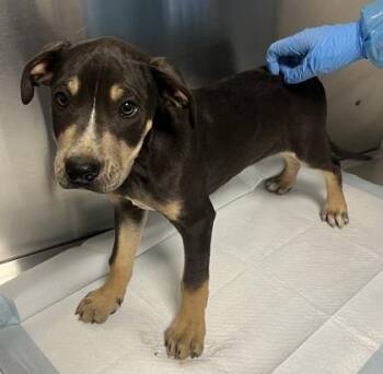 Chip -  Pit Bull Terrier and Mixed Breed Dog for Adoption in Fresno, California - Chip | PetCurious