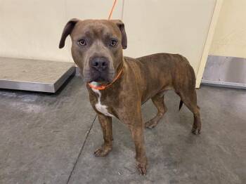 RANGER -  Pit Bull Terrier Dog for Adoption in Tustin, California - RANGER | PetCurious