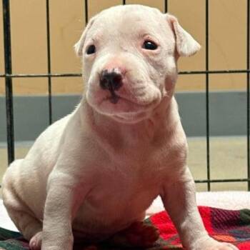 Cobbler -  Mixed Breed Dog for Adoption in North Charleston, South Carolina - Cobbler | PetCurious
