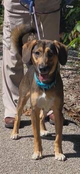 Harley -  Beagle Dog for Adoption in Frenchburg, Kentucky - Harley | PetCurious