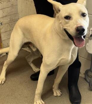 VALENTINO -  Pit Bull Terrier and Mixed Breed Dog for Adoption in San Bernardino, California - VALENTINO | PetCurious