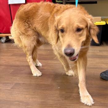 Rescue Golden Retriever Dogs for Adoption in League City, Texas - Goldy | PetCurious