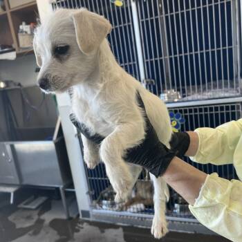 Mixed Breed Dogs Available for Adoption - 103162 | PetCurious