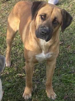 Labrador Retriever Dogs Available for Adoption in Swainsboro, Georgia - Bud | PetCurious