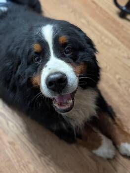 Rescue Bernese Mountain Dog Dogs for Adoption in Cowlesville, New York - Simba | PetCurious