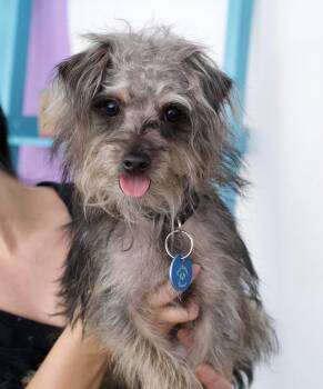 Ronaldo -  Terrier Dog for Adoption in Pasadena, California - Ronaldo | PetCurious