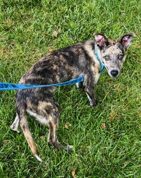 Cash -  Australian Shepherd Dog for Adoption in Council Bluffs, Iowa - Cash | PetCurious