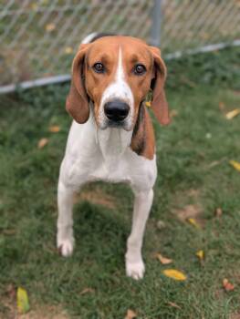 Rescue Hound Dogs for Adoption in Lafayette Township, New Jersey - Hank | PetCurious