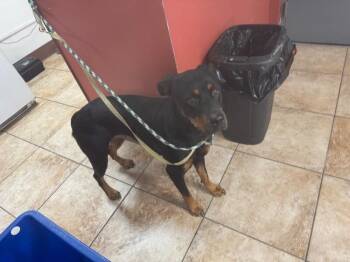 Nelly -  Mixed Breed Dog for Adoption in Cincinnati, Ohio - Nelly | PetCurious