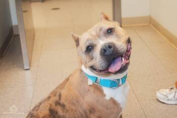 Rescue Terrier Dogs for Adoption in Jamesville, New York - Tatum | PetCurious