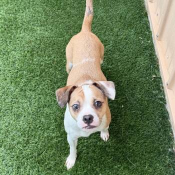 Baby Girl -  Mixed Breed Dog for Adoption in Naperville, Illinois - Baby Girl | PetCurious