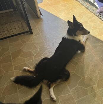 Rescue Border Collie Dogs for Adoption in Owensboro, Kentucky - Summer | PetCurious