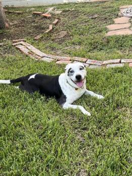 Frida Golden Girl Glow -  Pit Bull Terrier and American Bulldog Dog for Adoption in Friendswood, Texas - Frida Golden Girl Glow | PetCurious