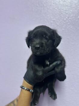 61729765 -  Mixed Breed Dog for Adoption in El Paso, Texas - 61729765 | PetCurious